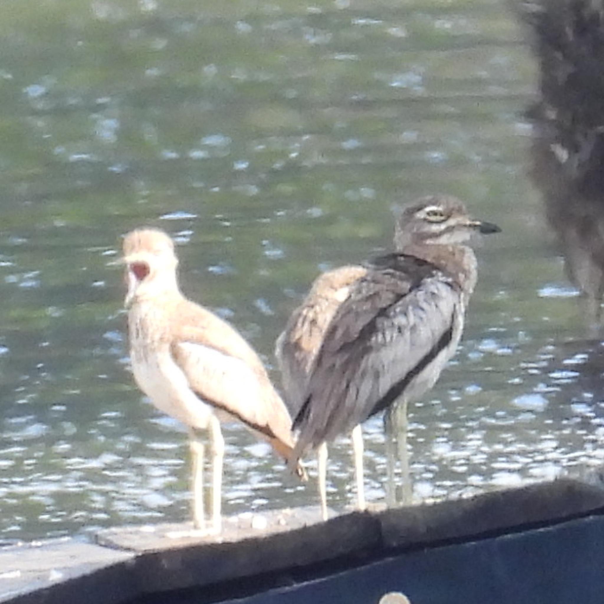 Water Thick-knee (Burhinus vermiculatus), photo 3