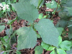 Spuriopimpinella brachycarpa