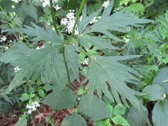 Spuriopimpinella brachycarpa
