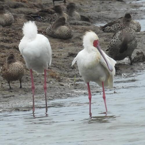 African Spoonbill (Platalea alba), photo 5