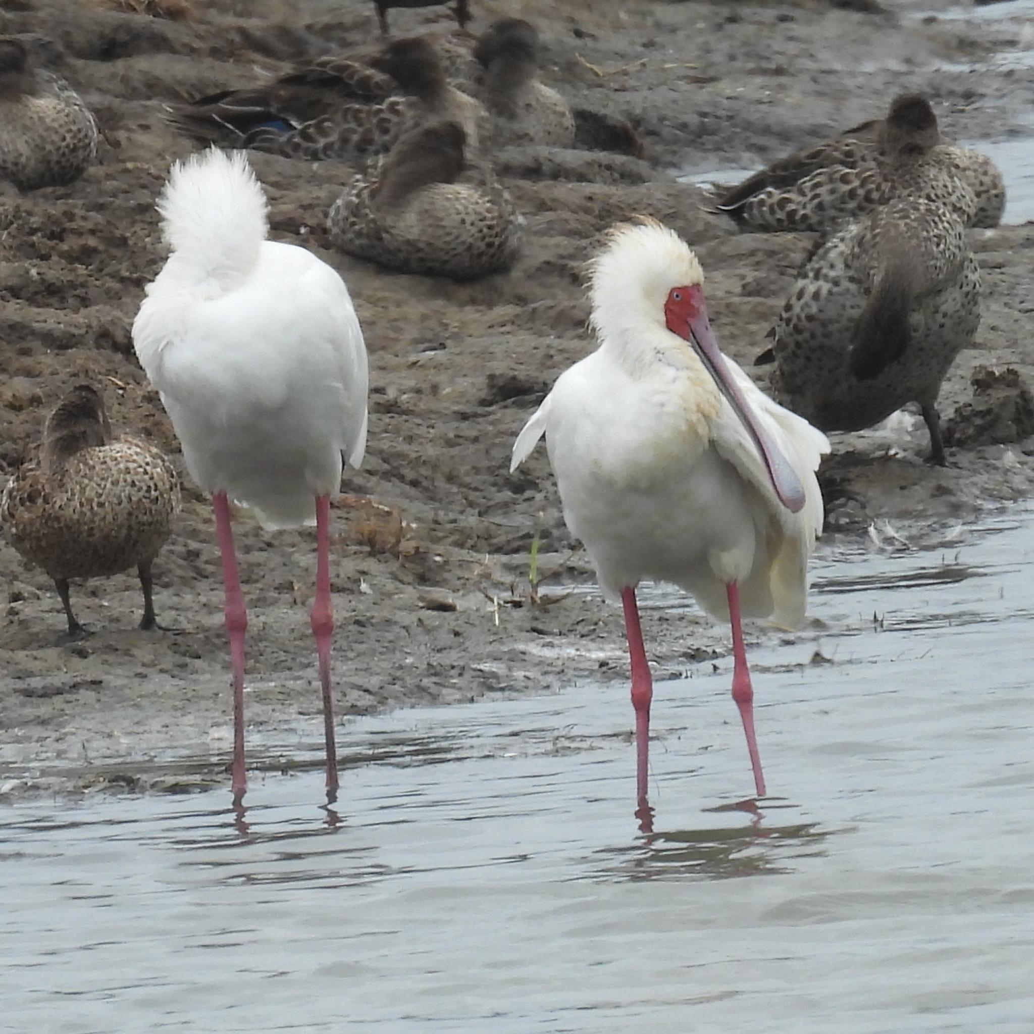 African Spoonbill (Platalea alba), photo 5