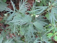 Spuriopimpinella brachycarpa