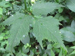 Spuriopimpinella brachycarpa