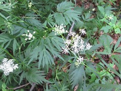 Spuriopimpinella brachycarpa