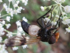 Volucella tabanoides