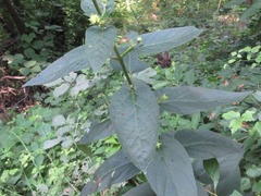 Scrophularia kakudensis