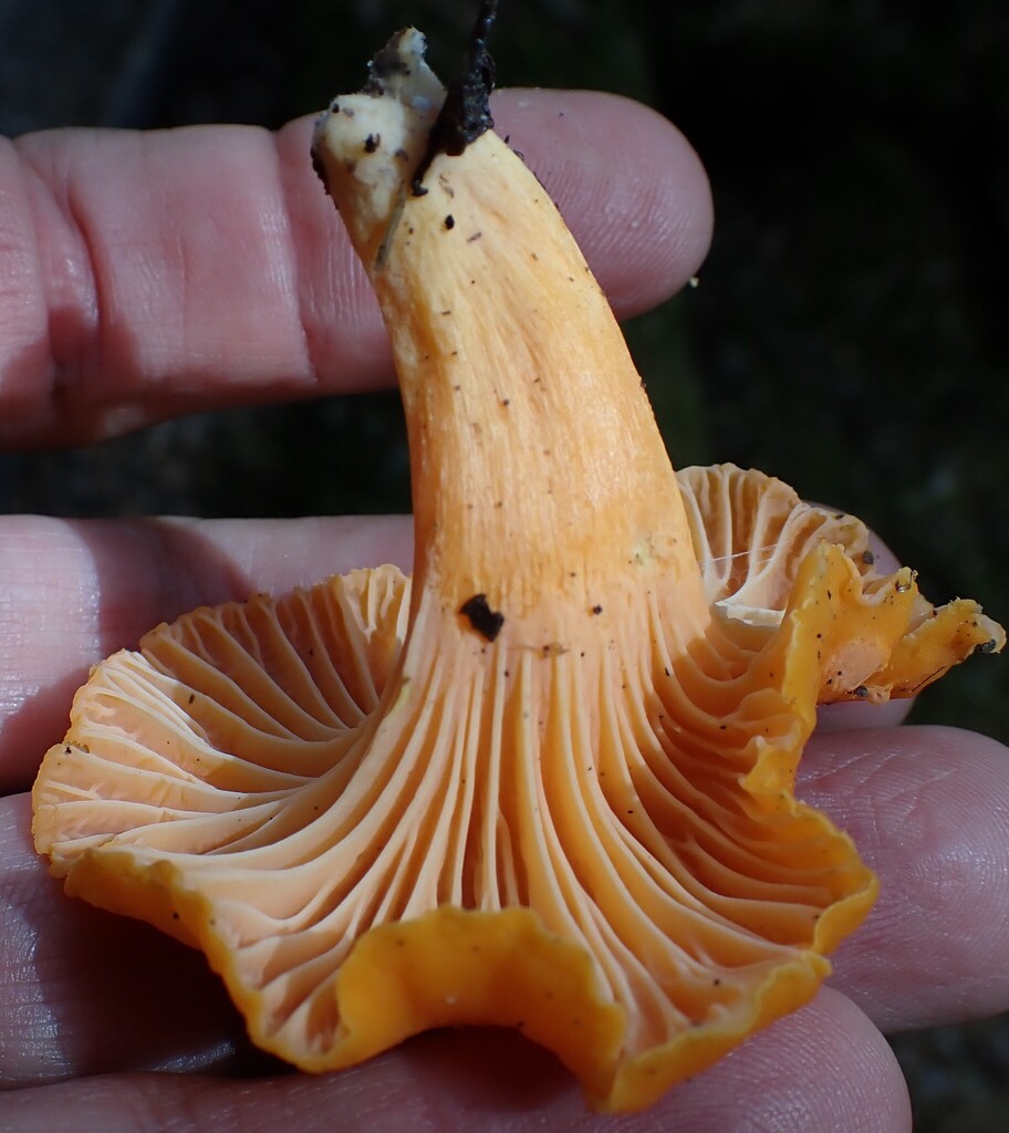 Cantharellus concinnus · February 2026 · photo: © pcartier (iNaturalist, cc-by-nc)