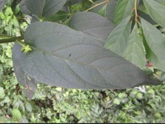Scrophularia kakudensis