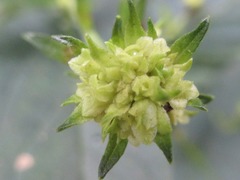 Scrophularia kakudensis