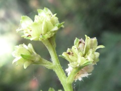 Scrophularia kakudensis
