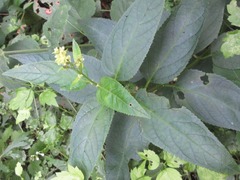 Scrophularia kakudensis
