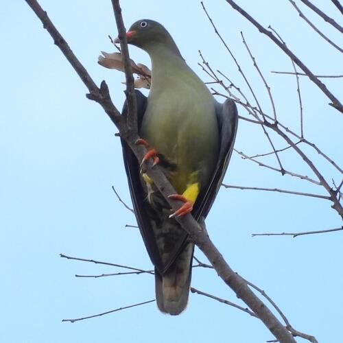 African Green Pigeon (Treron calvus)
