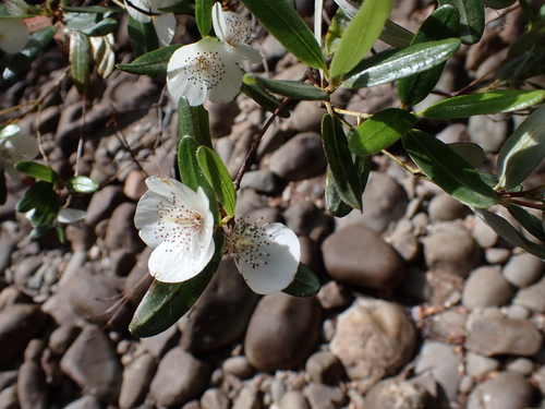 Eucryphia lucida, photograph 3