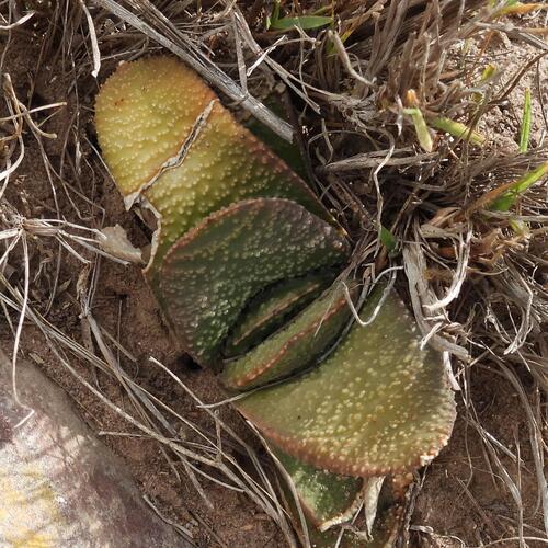 Bathurst Oxtongue (Gasteria nitida)