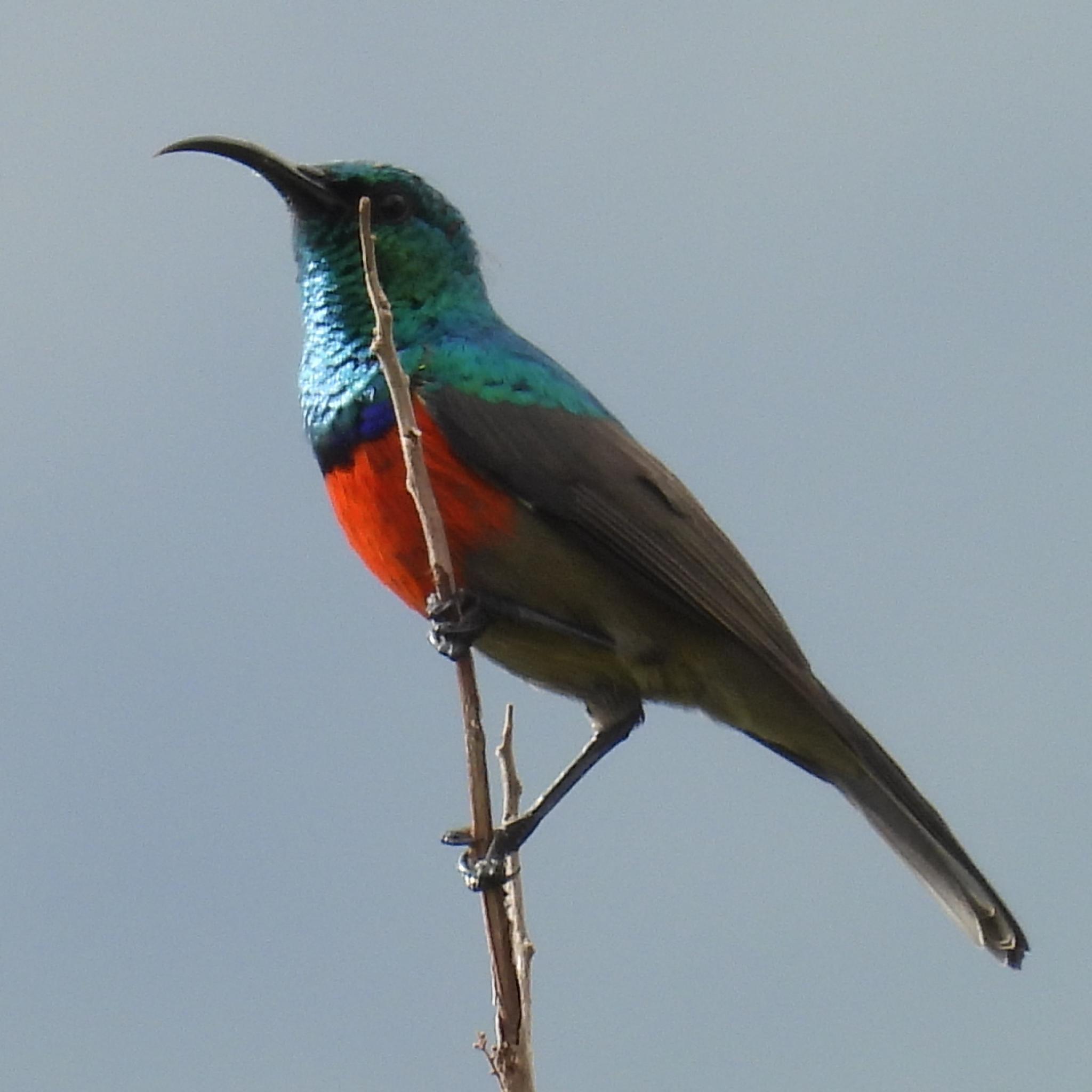 Greater Double-collared Sunbird (Cinnyris afer), photo 8