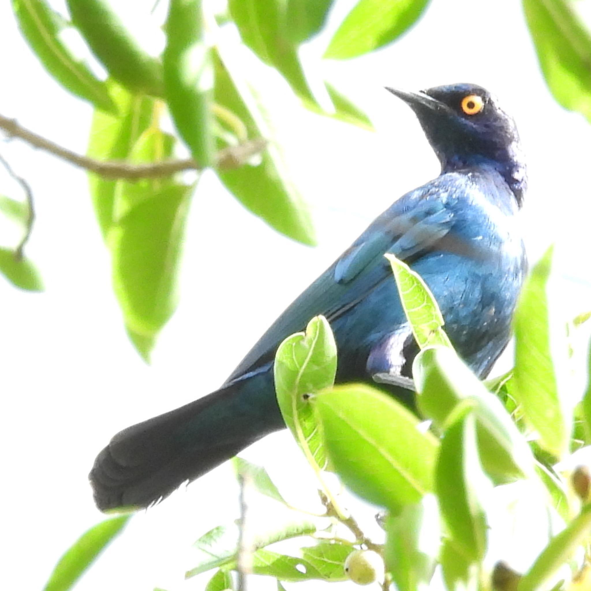 Cape Starling (Lamprotornis nitens), photo 9