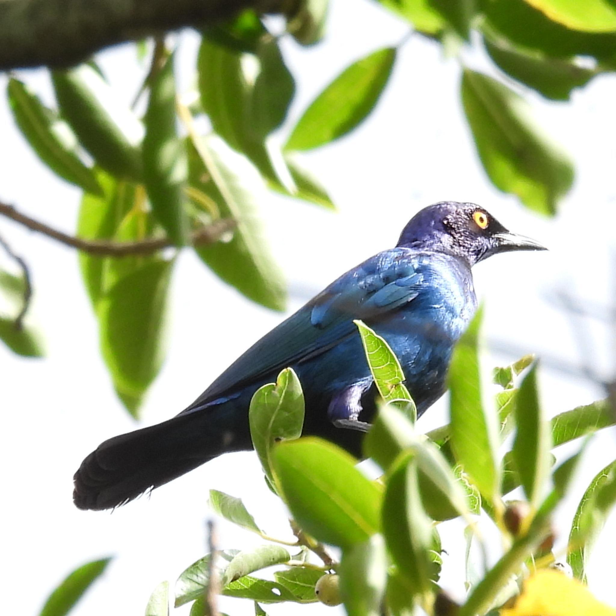 Cape Starling (Lamprotornis nitens), photo 10