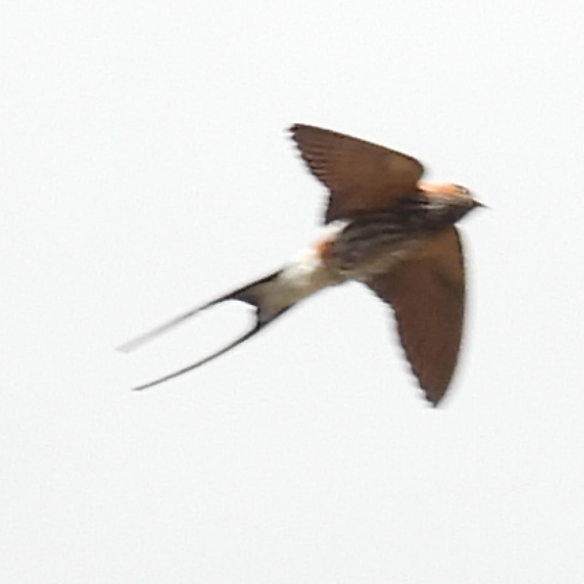 Lesser Striped Swallow (Cecropis abyssinica), photo 2