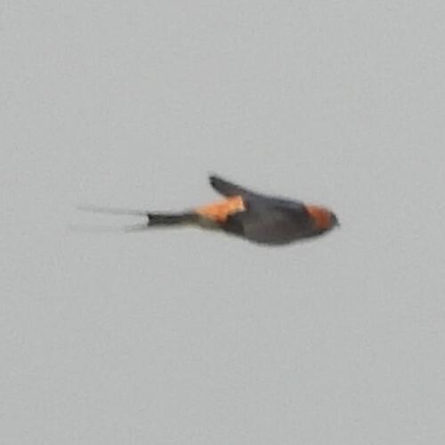 Lesser Striped Swallow (Cecropis abyssinica), photo 3