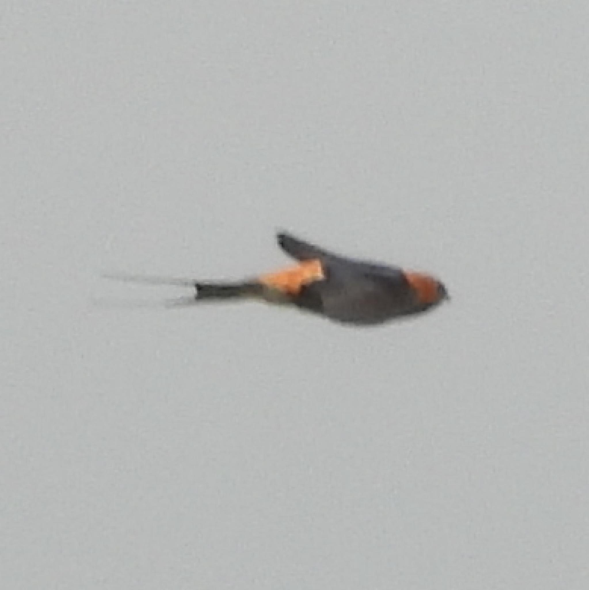 Lesser Striped Swallow (Cecropis abyssinica), photo 3