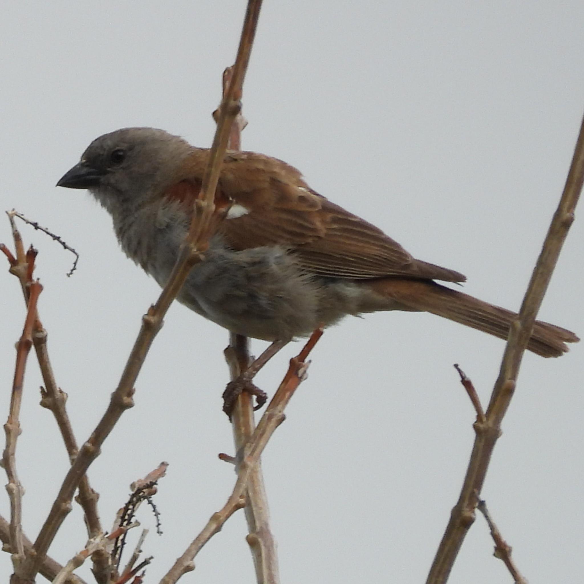 Southern Grey-headed Sparrow (Passer diffusus), photo 7