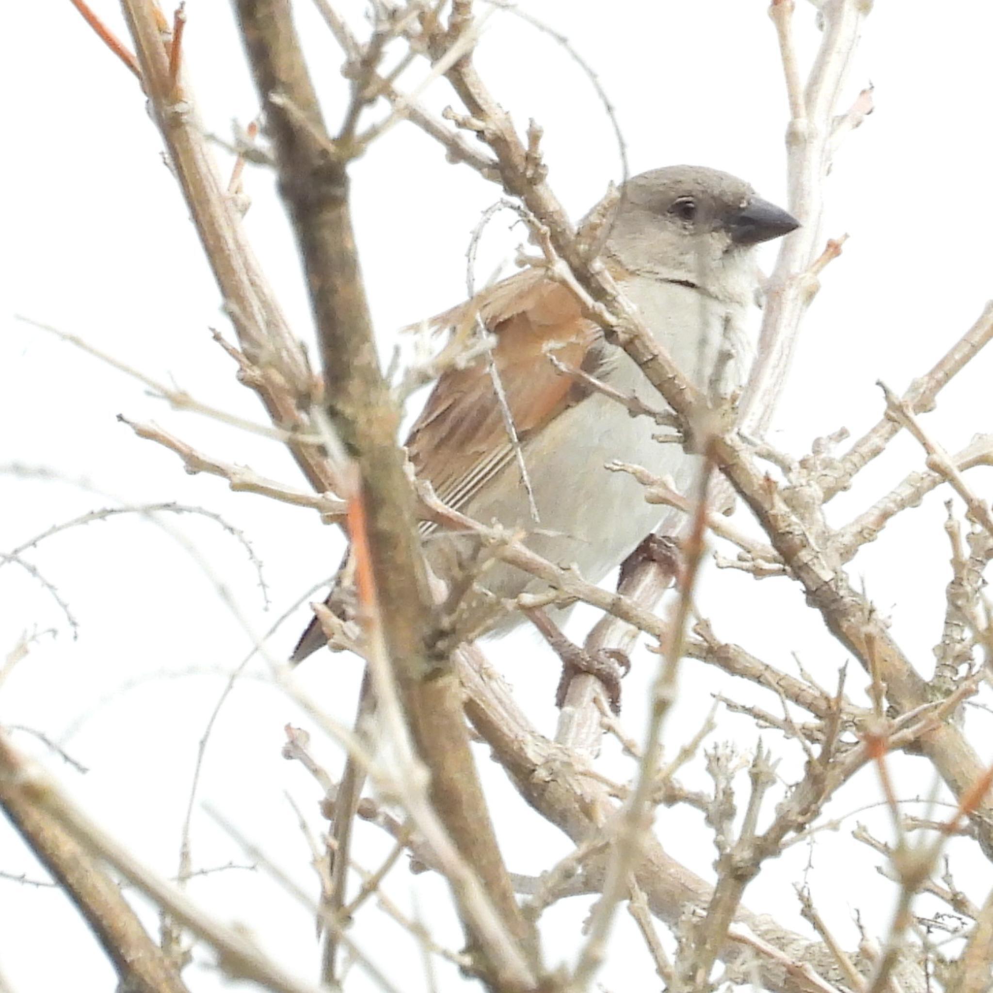 Southern Grey-headed Sparrow (Passer diffusus), photo 8