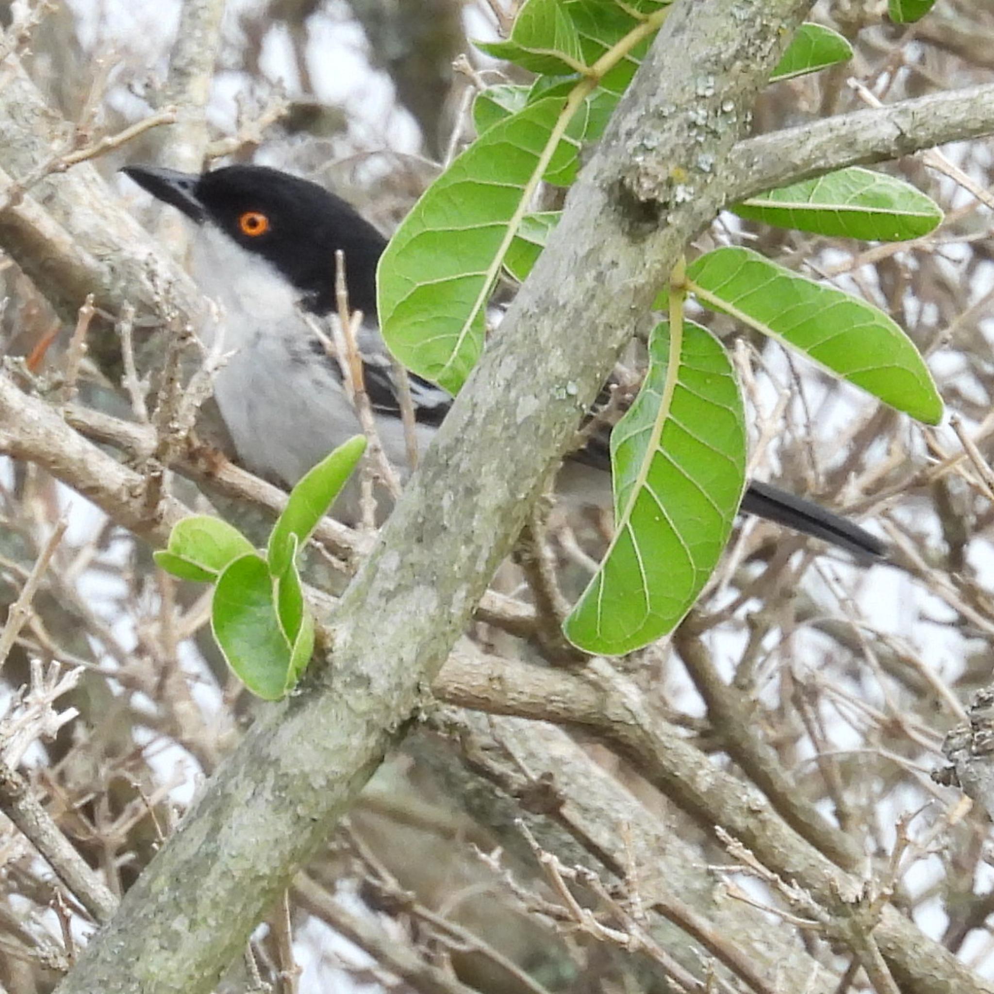 Black-backed Puffback (Dryoscopus cubla), photo 1