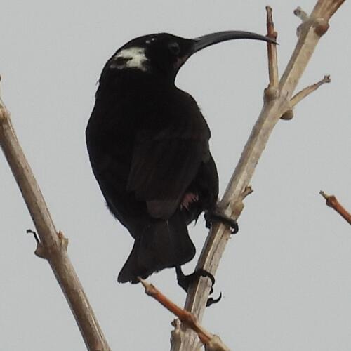 Amethyst Sunbird (Chalcomitra amethystina), photo 4