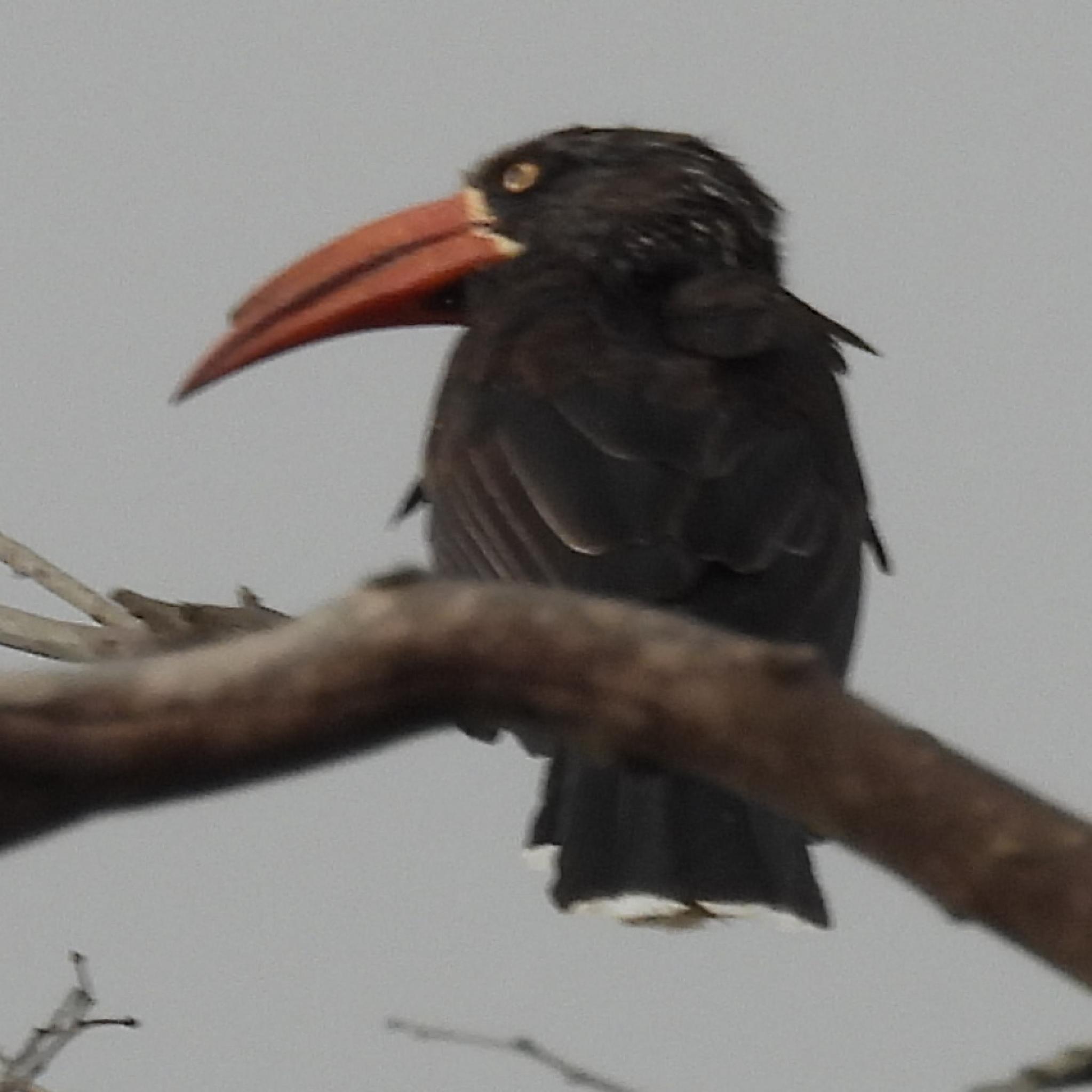 Crowned Hornbill (Lophoceros alboterminatus), photo 3