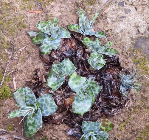 common African hyacinth (Ledebouria revoluta)