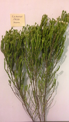 Euchaetis burchellii