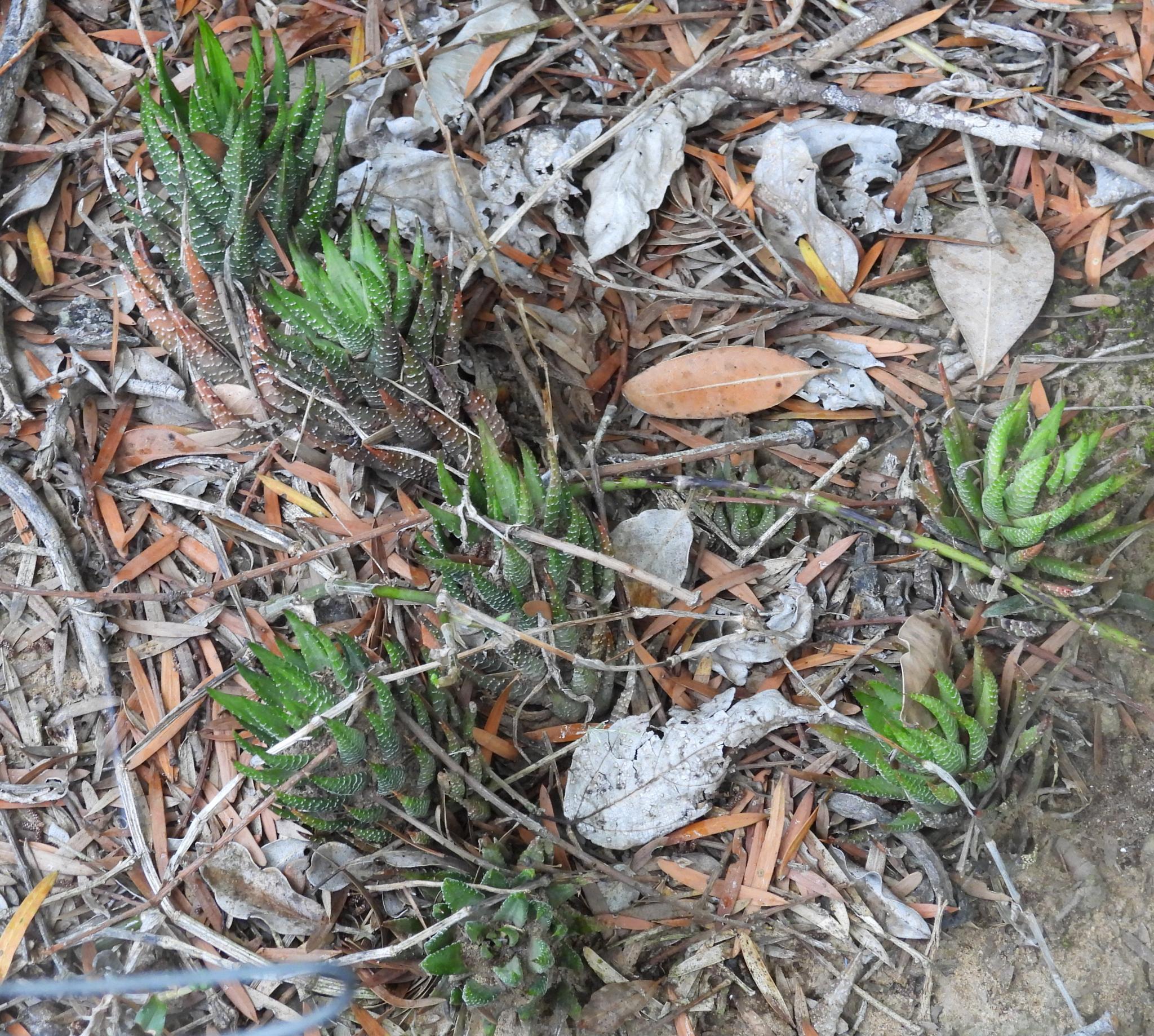 Haworthia Coarctata (Haworthiopsis coarctata)