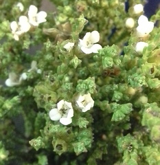 Euchaetis burchellii