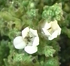 Euchaetis burchellii