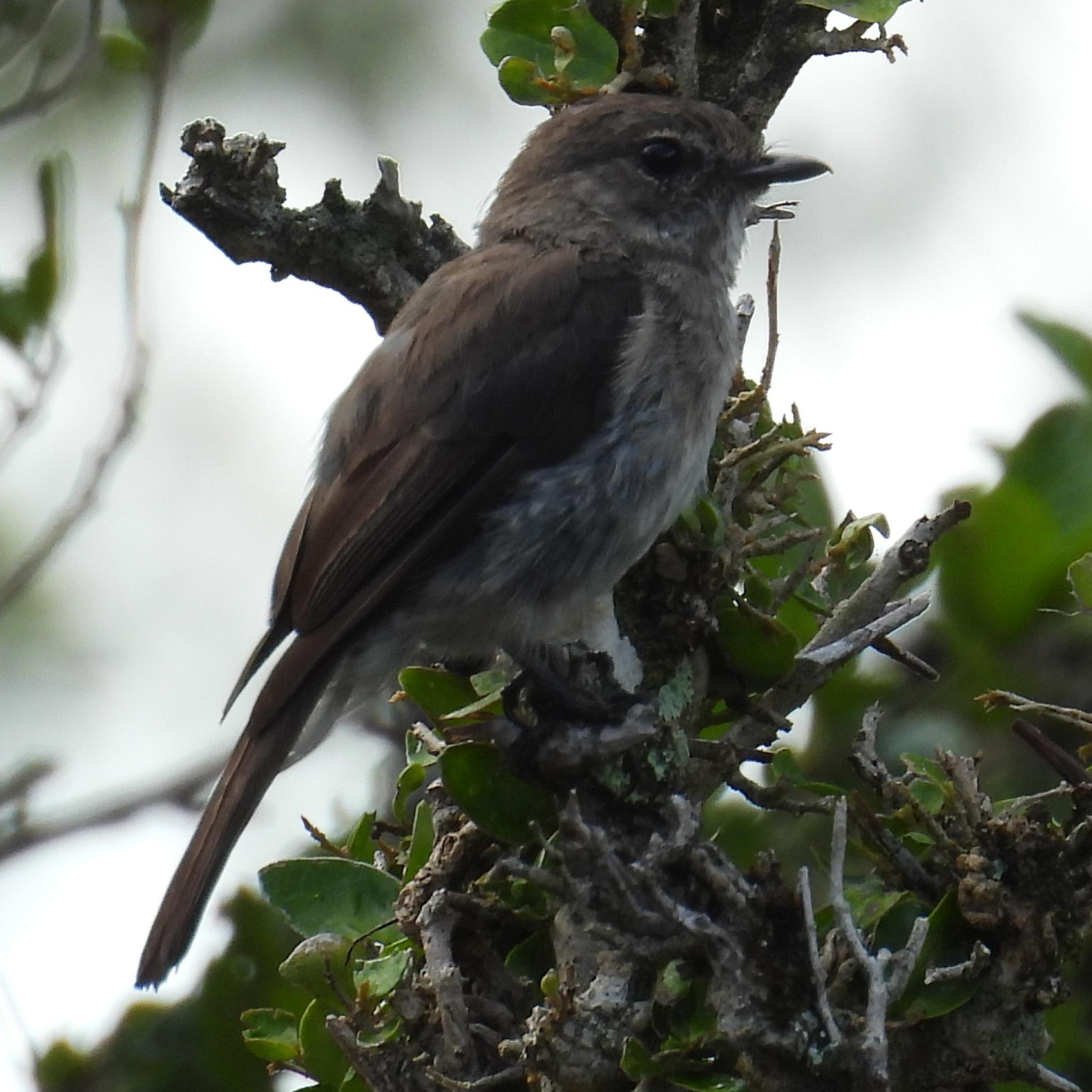 African Dusky Flycatcher (Muscicapa adusta), photo 3
