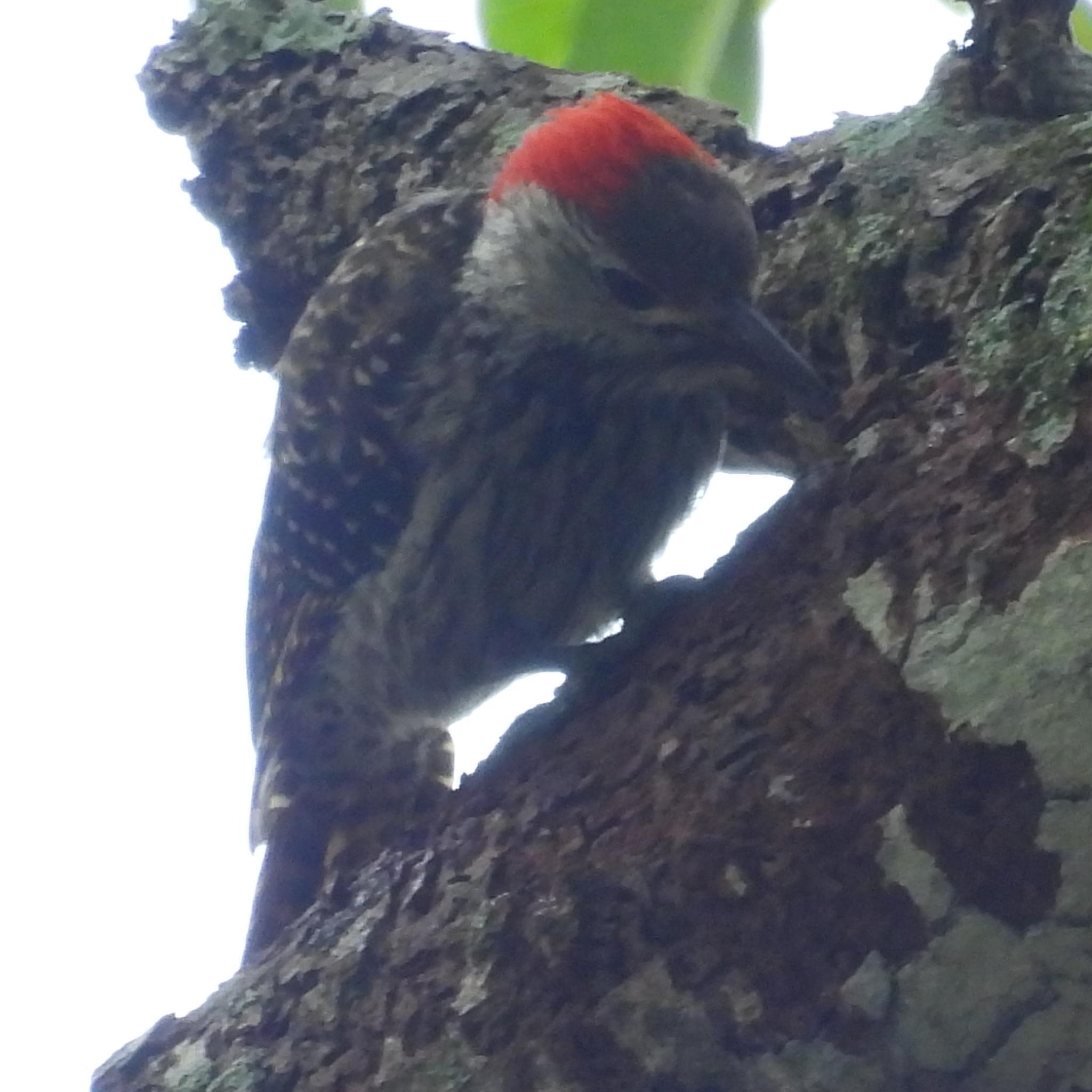 Cardinal Woodpecker (Dendropicos fuscescens), photo 1