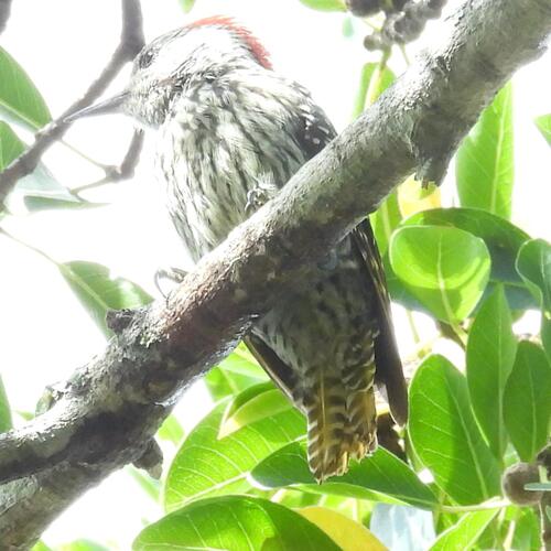 Cardinal Woodpecker (Dendropicos fuscescens), photo 2