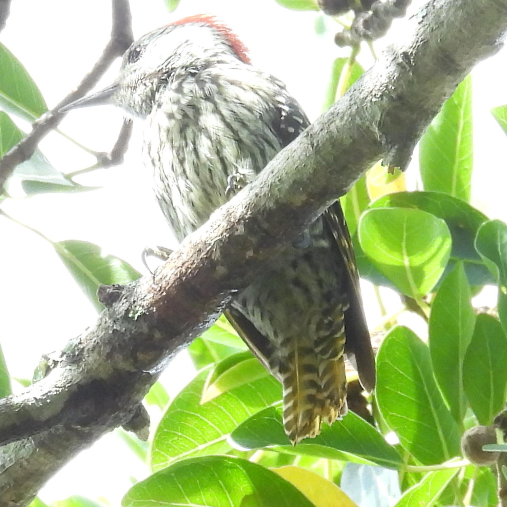 Cardinal Woodpecker (Dendropicos fuscescens), photo 2