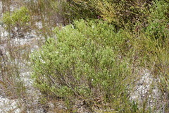 Euchaetis burchellii