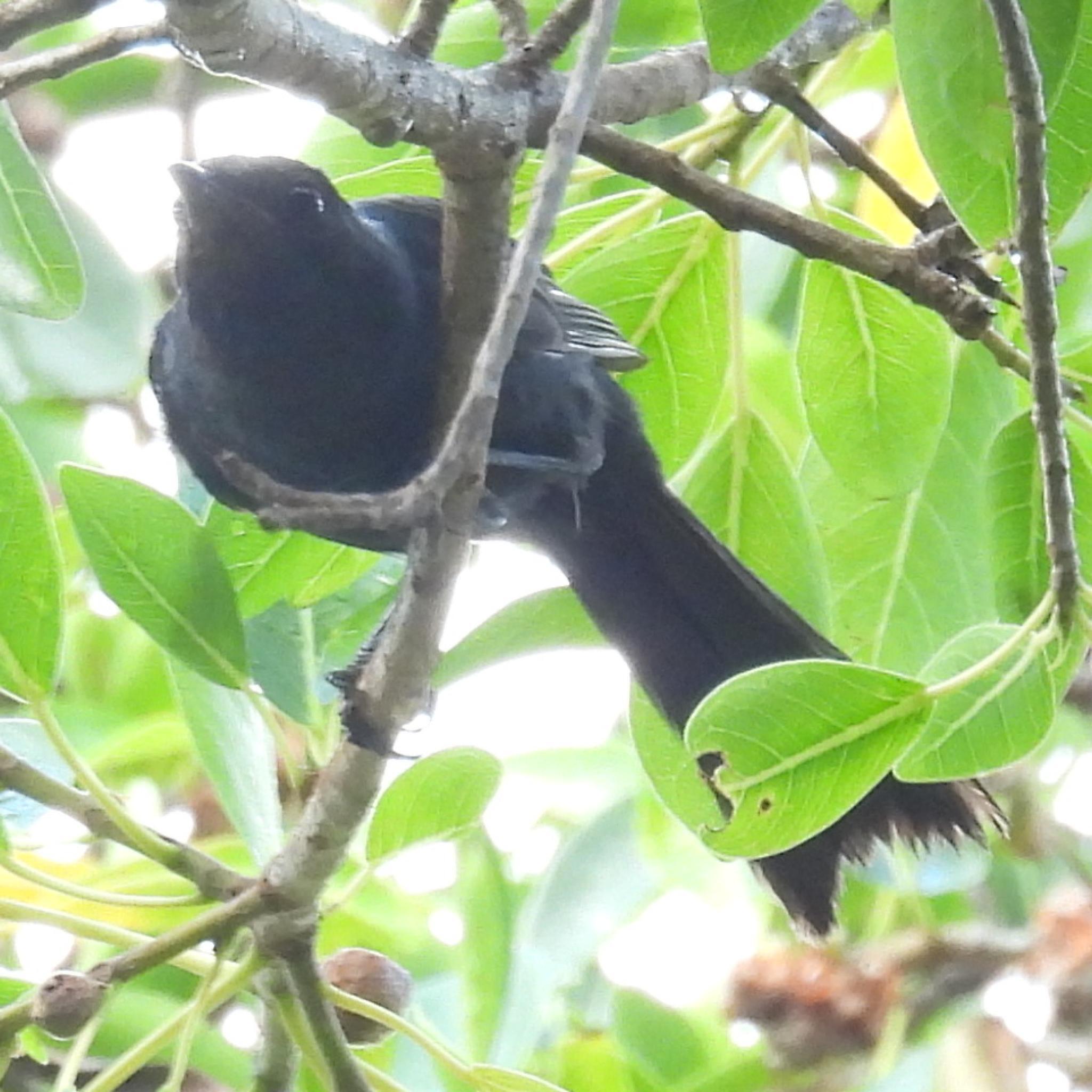 Southern Black Flycatcher (Melaenornis pammelaina), photo 1