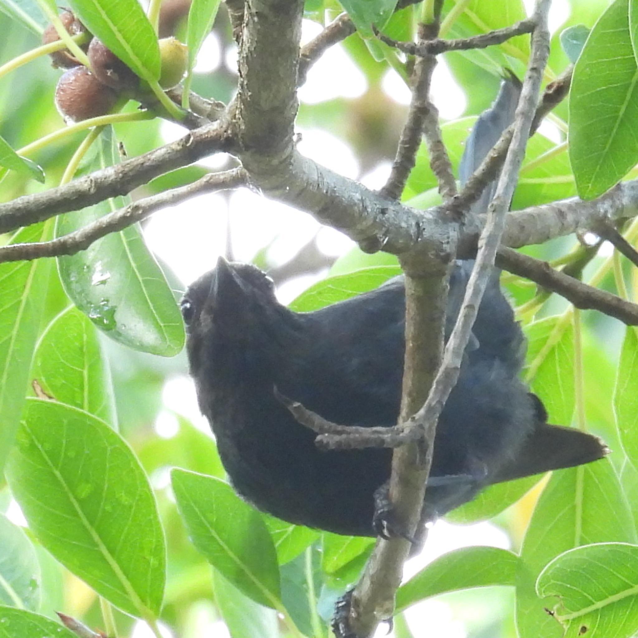 Southern Black Flycatcher (Melaenornis pammelaina), photo 2