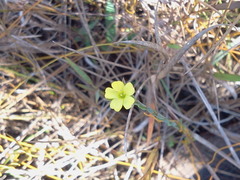 Linum medium texanum