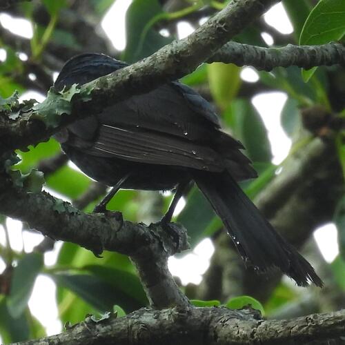 Southern Black Flycatcher (Melaenornis pammelaina), photo 8