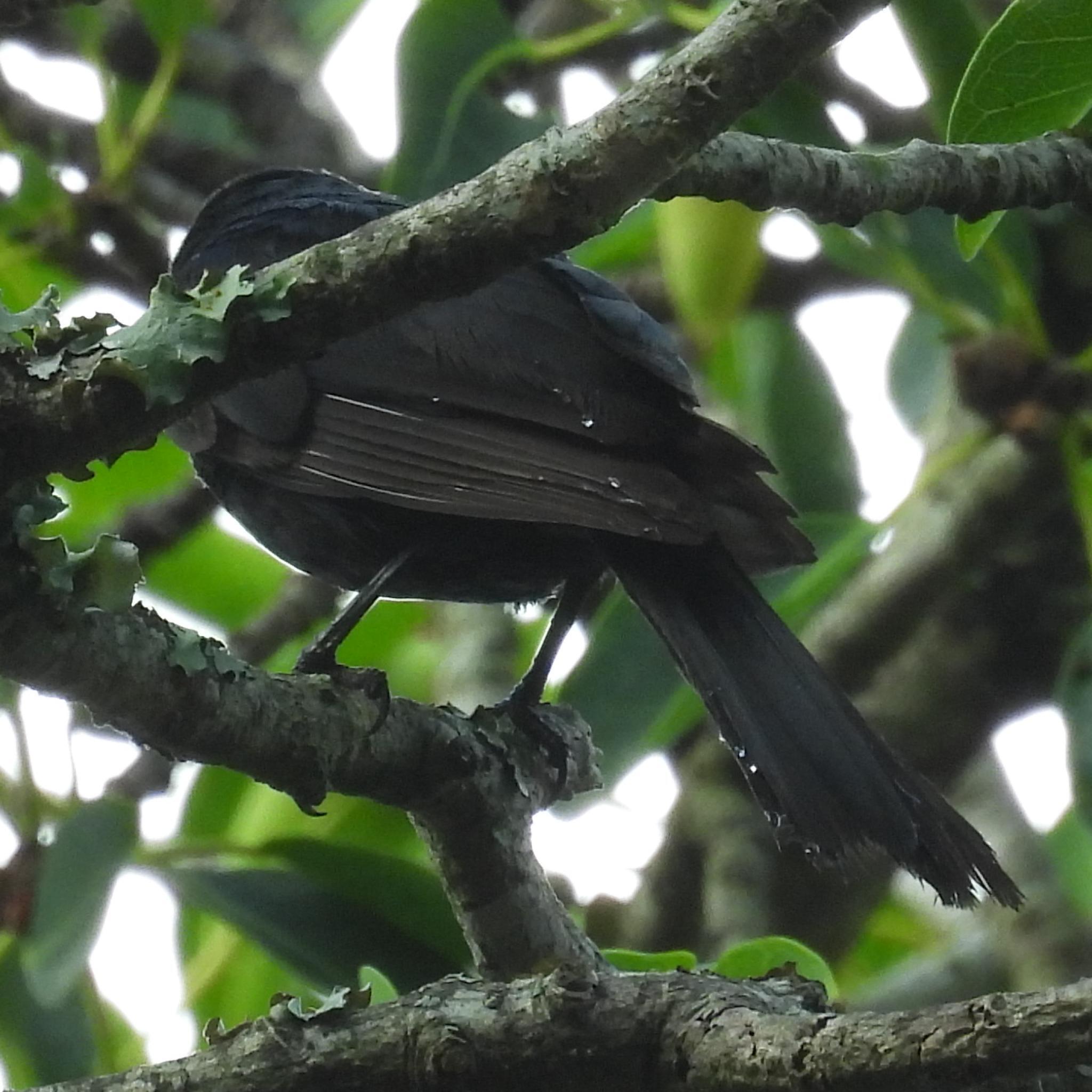 Southern Black Flycatcher (Melaenornis pammelaina), photo 8
