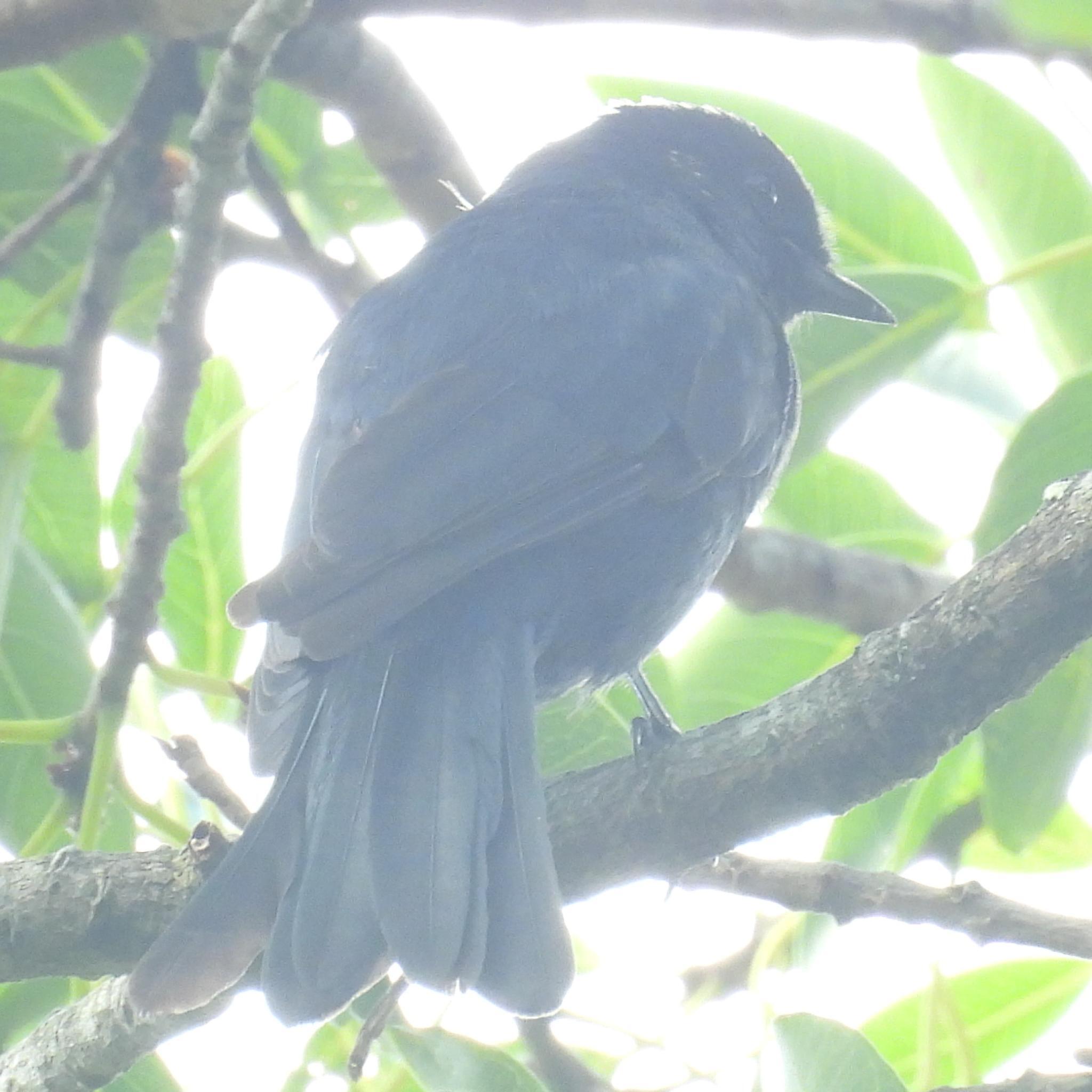 Southern Black Flycatcher (Melaenornis pammelaina), photo 9