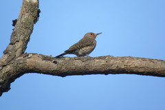 Colaptes auratus auratus