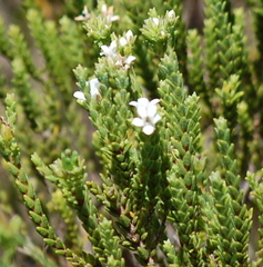 Euchaetis burchellii
