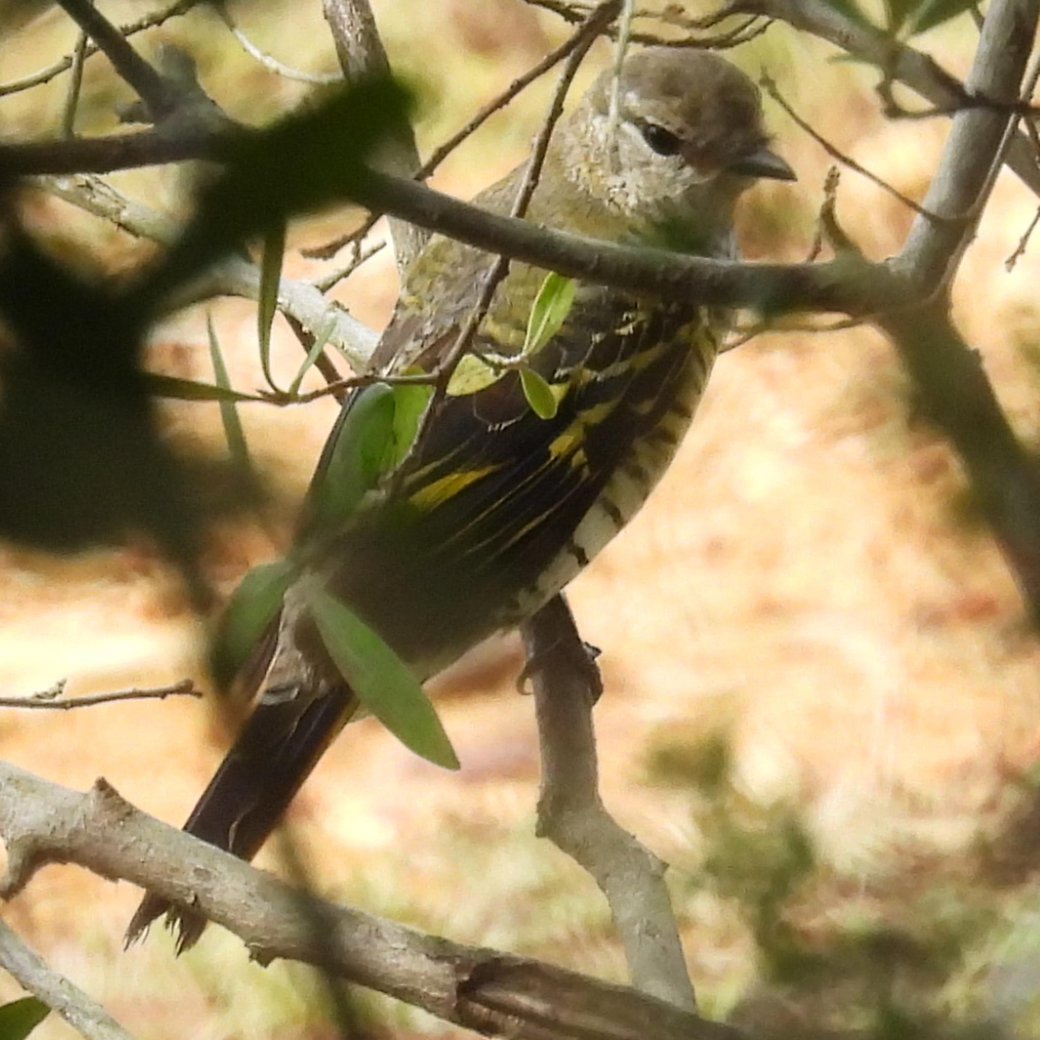 Black Cuckooshrike (Campephaga flava), photo 3
