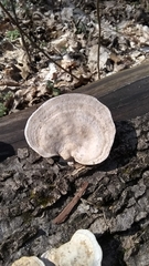 Trametes elegans