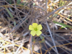 Linum medium texanum